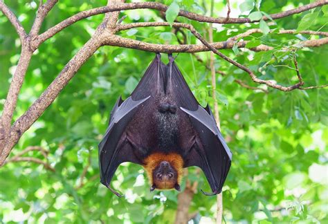 蝙蝠 飛進家裡|蝙蝠資訊站 Bats information about Taiwan